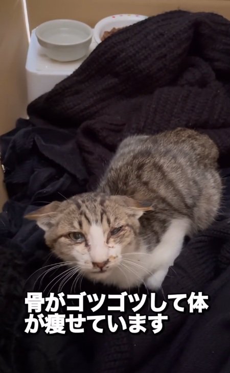 うずくまっているやせた猫