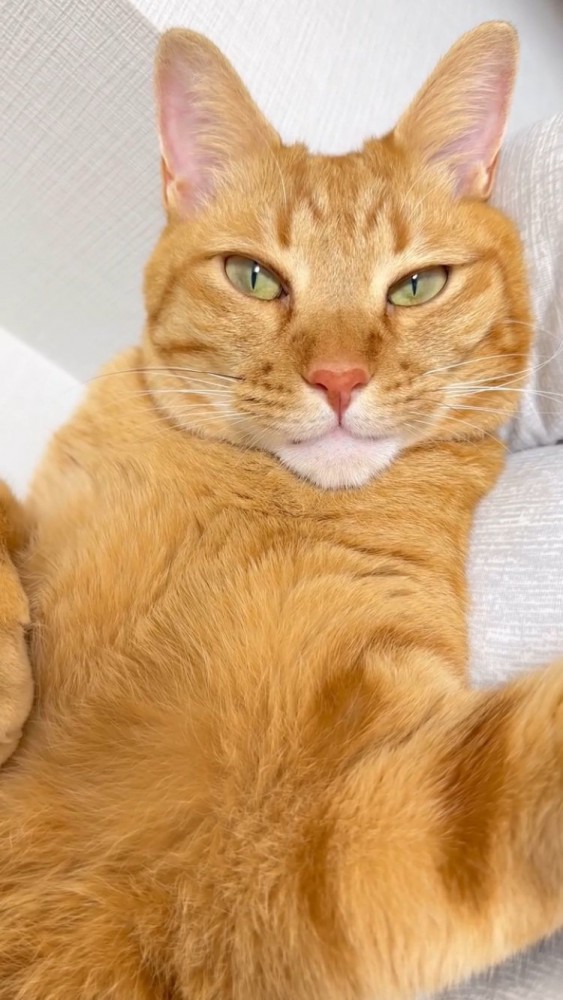 ソファでくつろぐ茶トラ猫