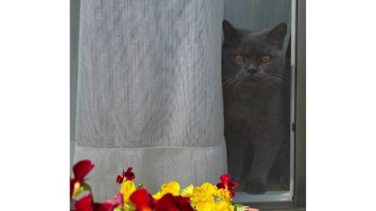 室内にいる猫