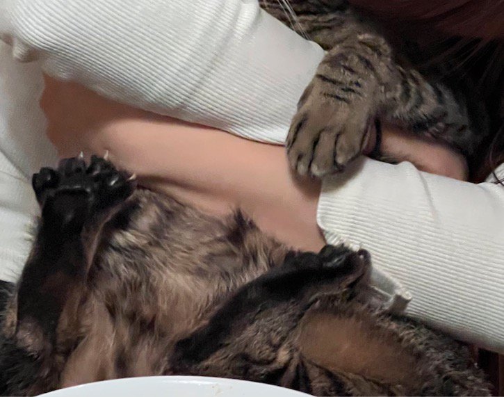 女性に抱きしめられる猫