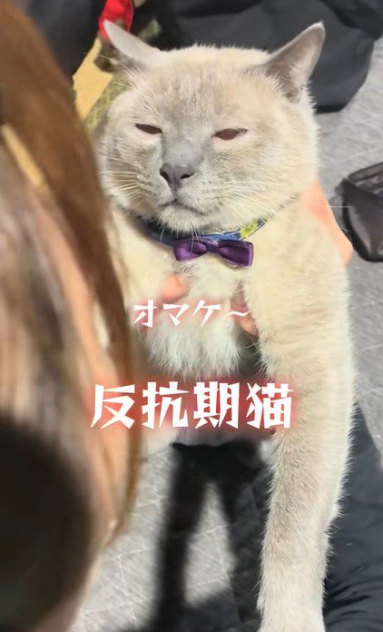 飼い主に説教される猫