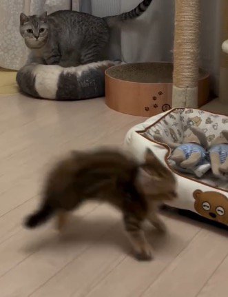 急いで部屋の隅に走り去っていく子猫