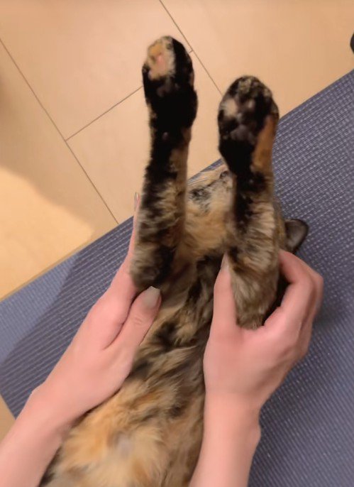 仰向けに寝ている猫