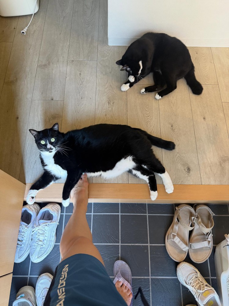 2匹の白黒猫
