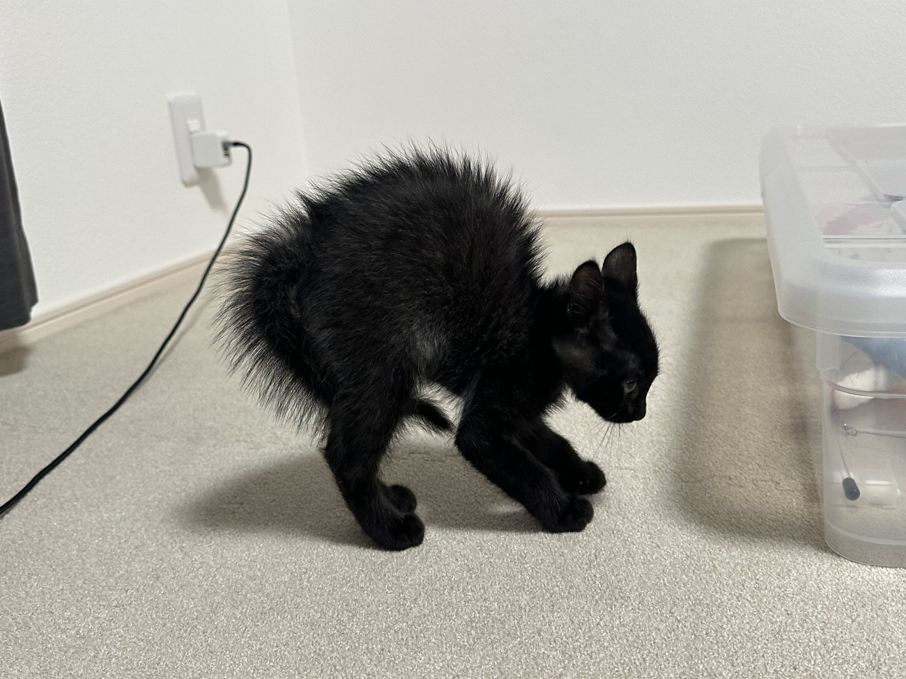 背中を丸めて威嚇する子猫