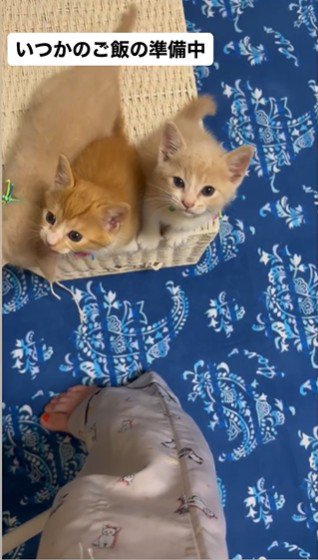 人の足元で鳴いている3匹の子猫