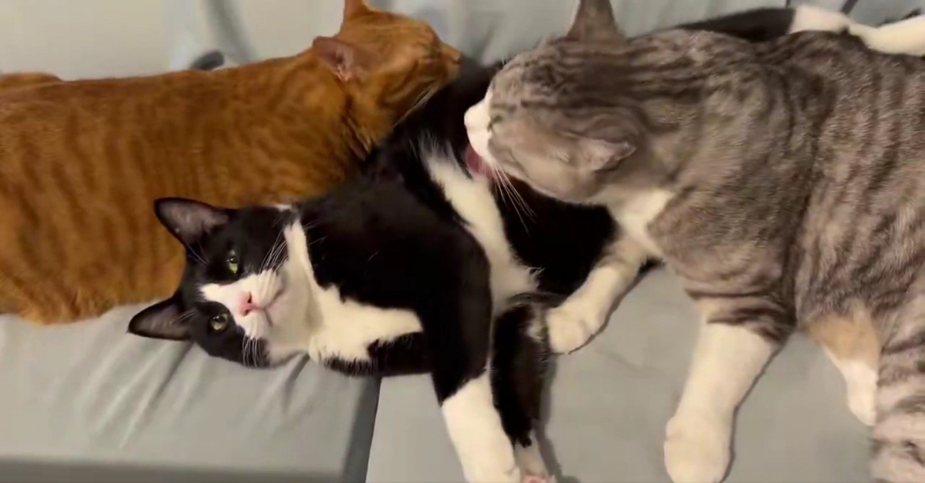 2匹の猫に毛づくろいされる猫