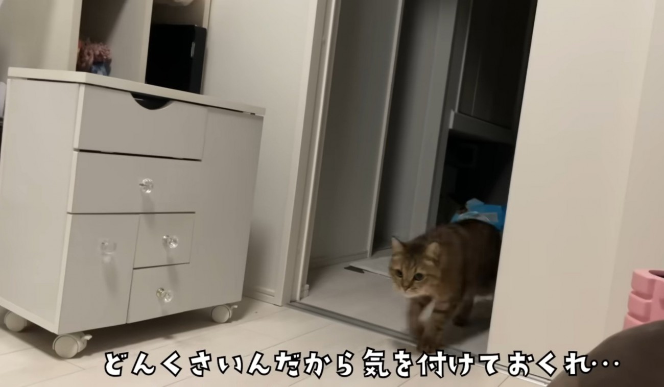 部屋を歩く猫