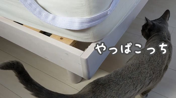 あちこち案内するハムちゃん