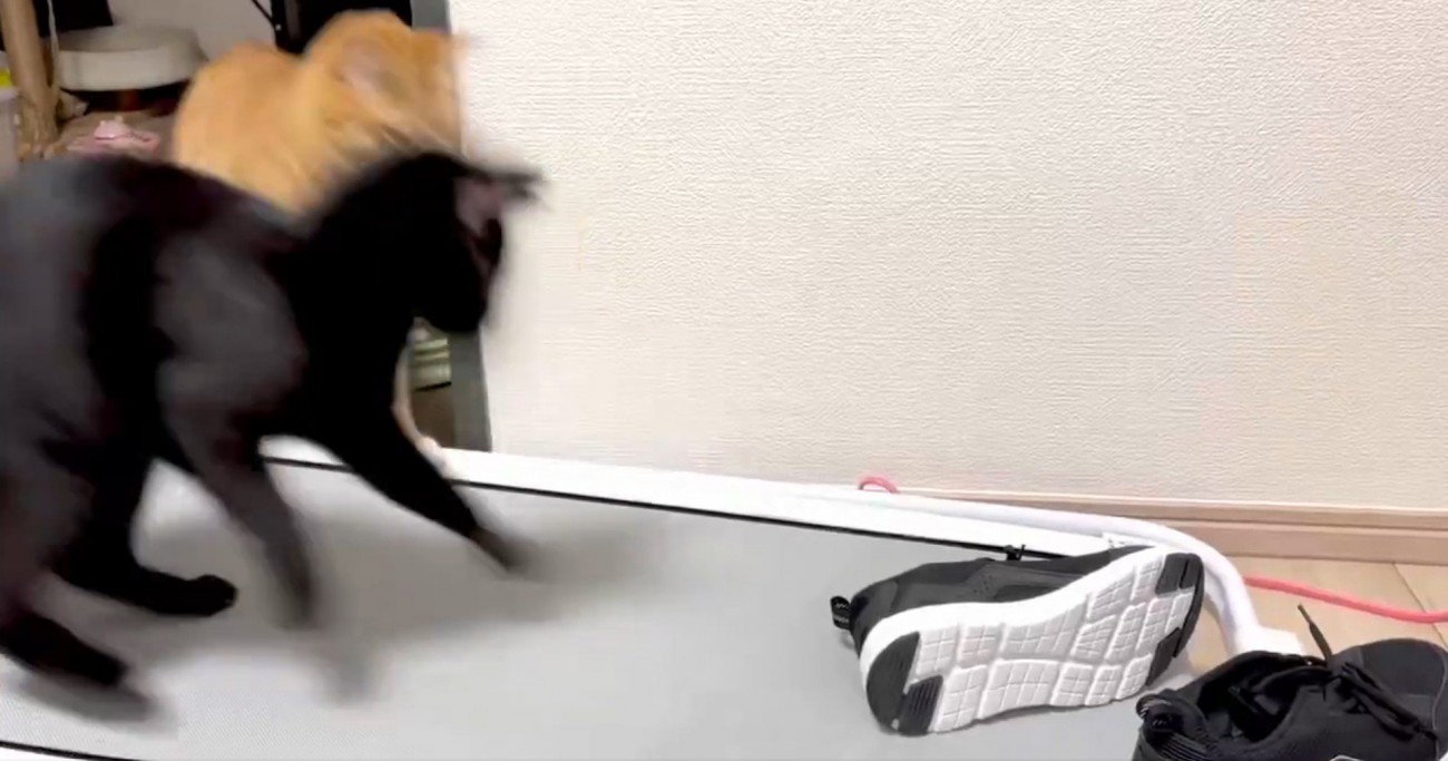 2匹の猫とスニーカー