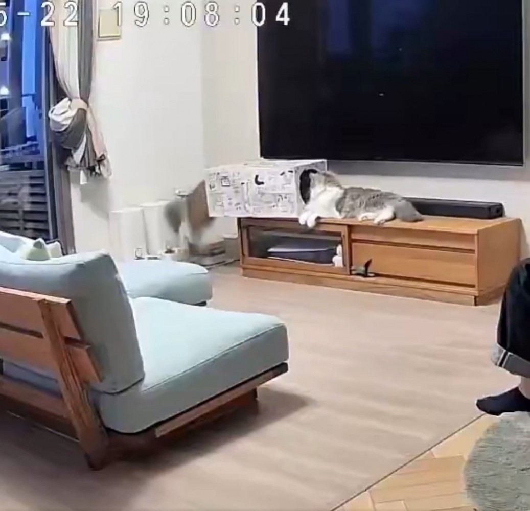 箱の中に入る猫