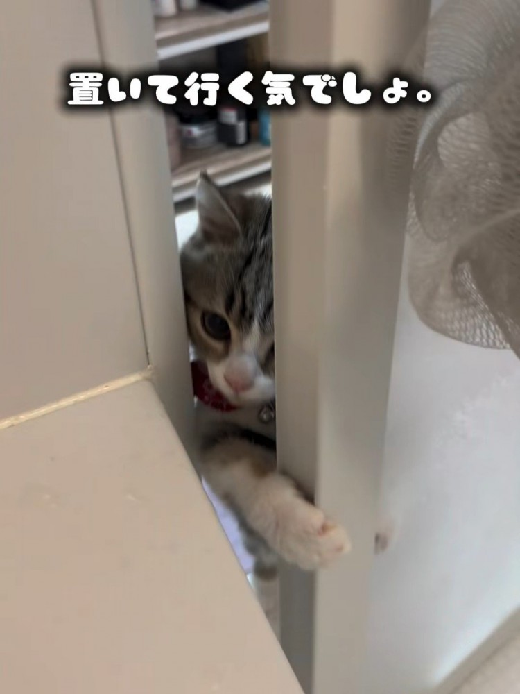 お風呂に入ってくる猫