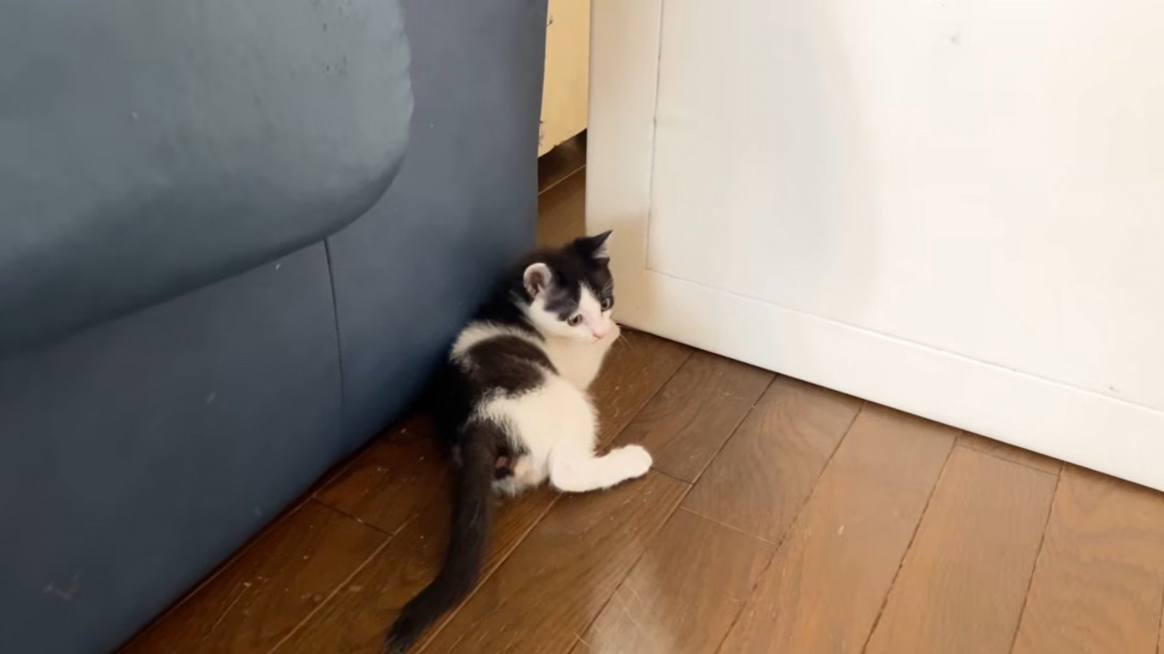 床に横になっている1匹の子猫