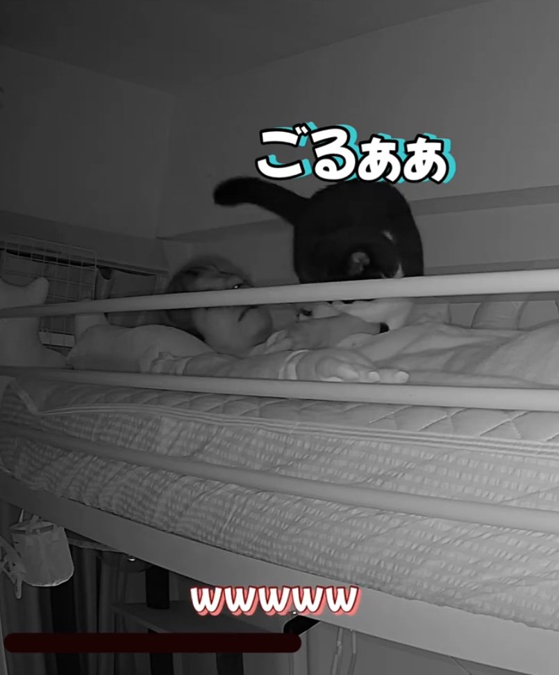 飼い主の上に乗る猫