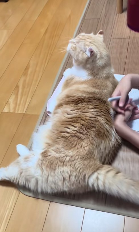 プリントの上で寝そべる猫