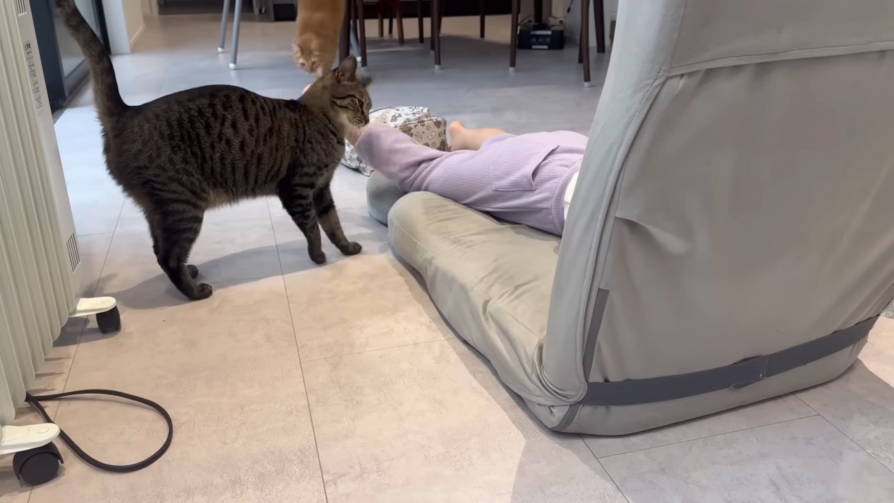 娘さんの足にスリスリするキジトラ猫ちゃん（画面奥に茶トラちゃん）