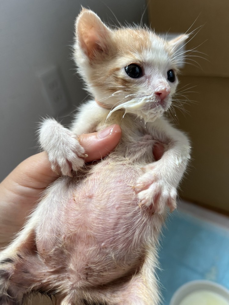 満足げな表情を浮かべて抱かれる子猫