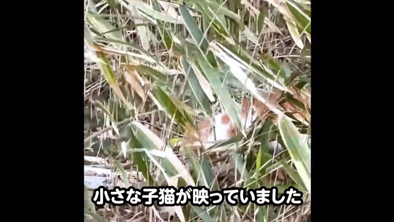 くさむらの中にいる子猫