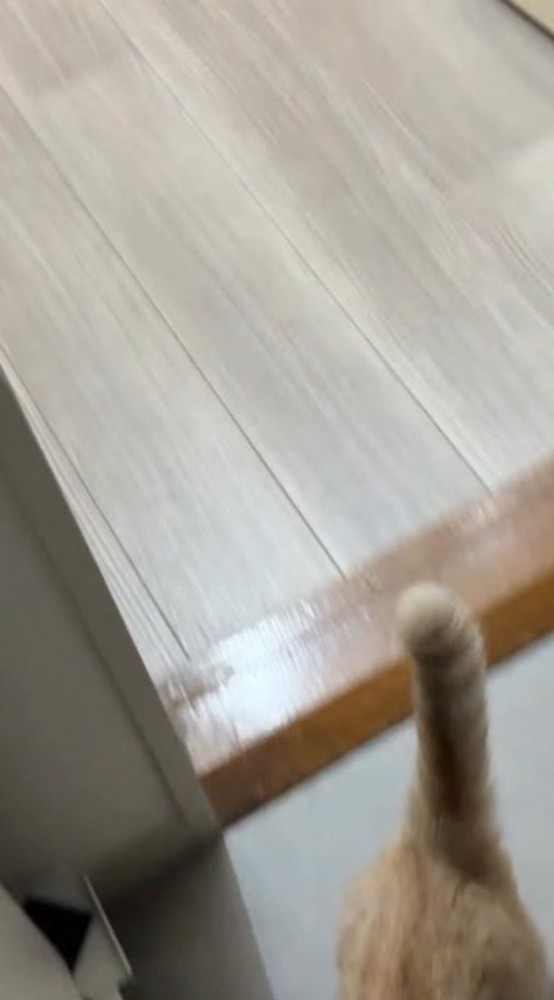 飼い主の足元を駆けて行く猫