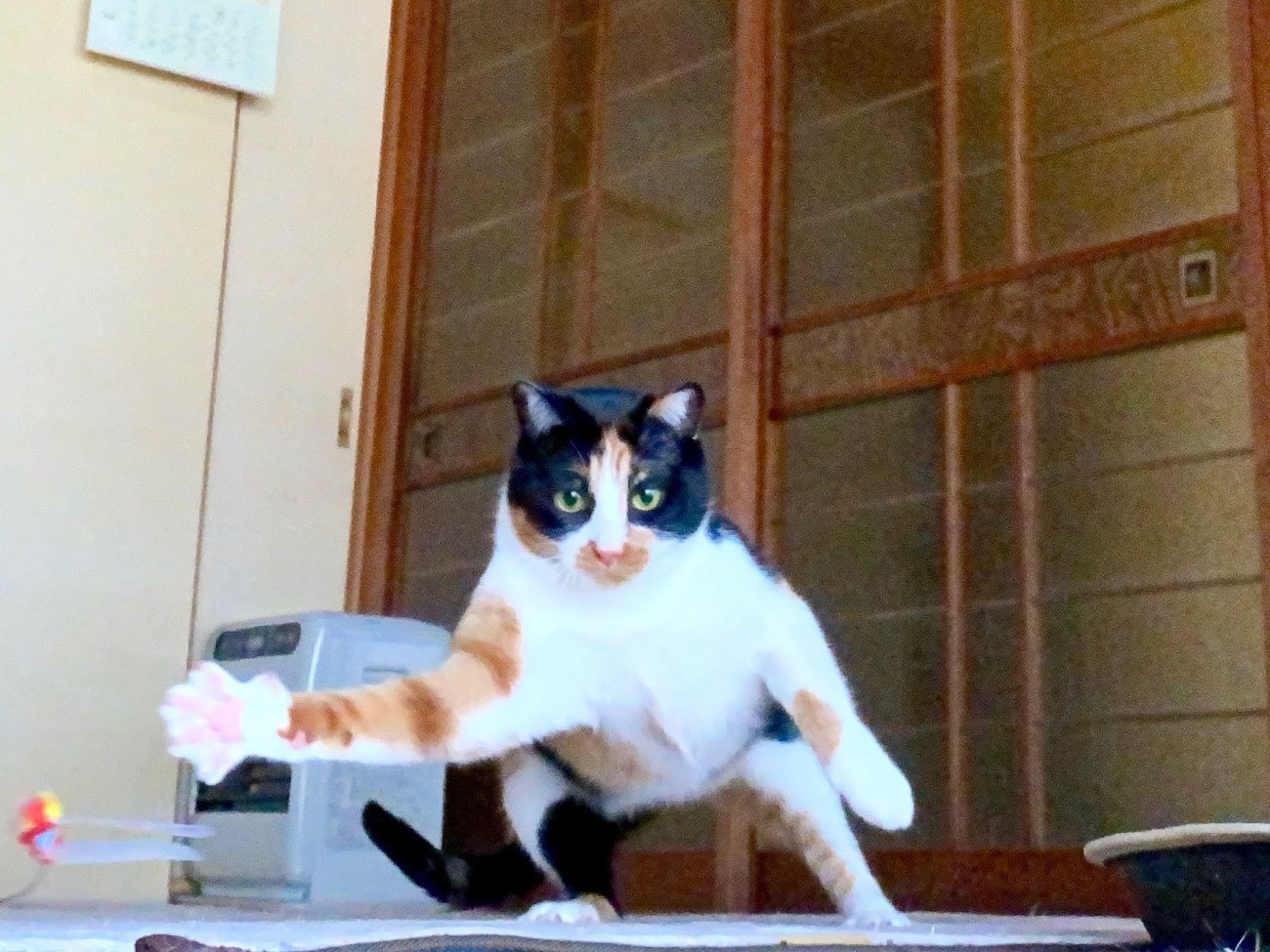 立っている三毛猫