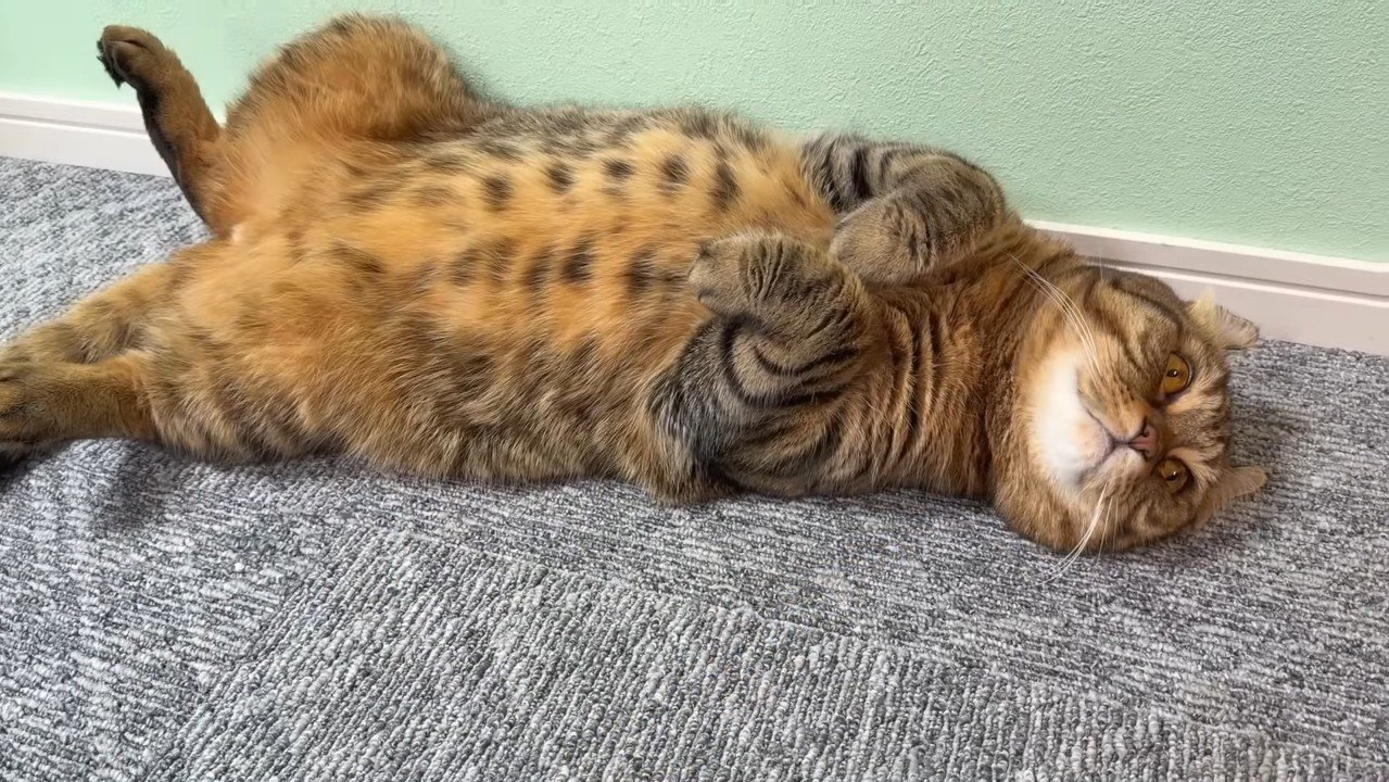 へそ天するつむぎくん