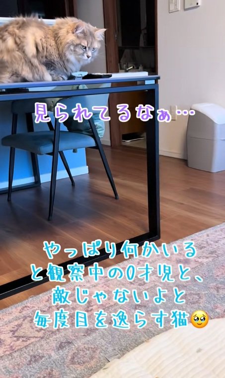 テーブルの上にいる猫