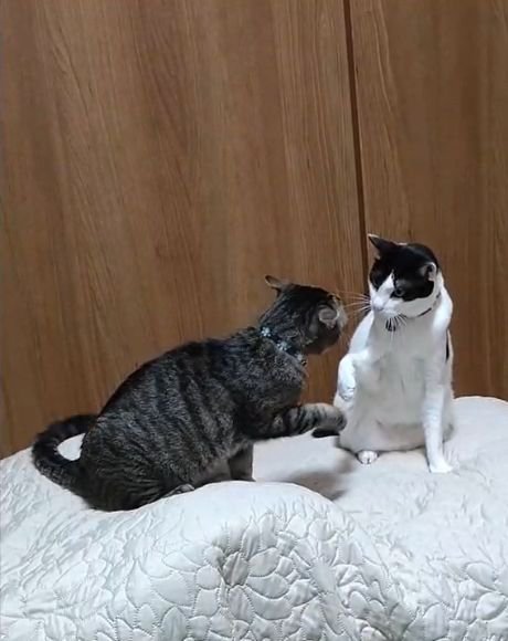 前足を出して向かい合う2匹の猫
