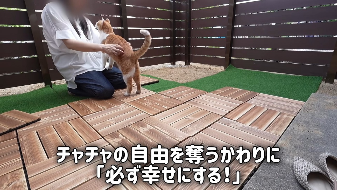 人と向かい合う猫