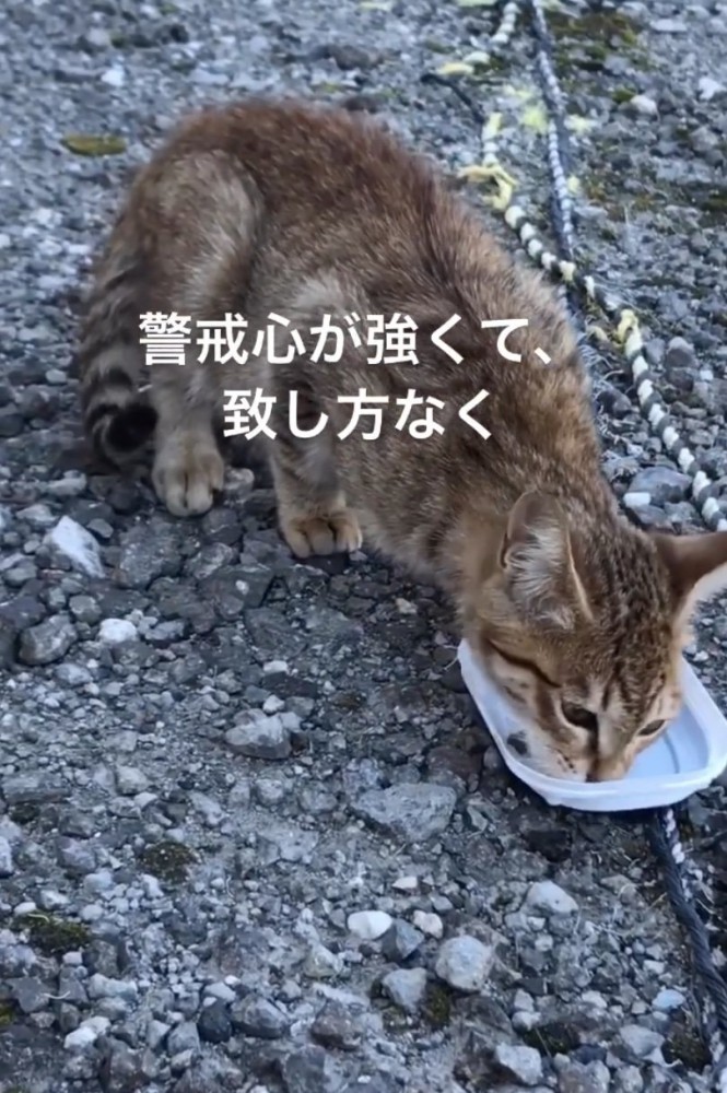 ご飯を食べる子猫
