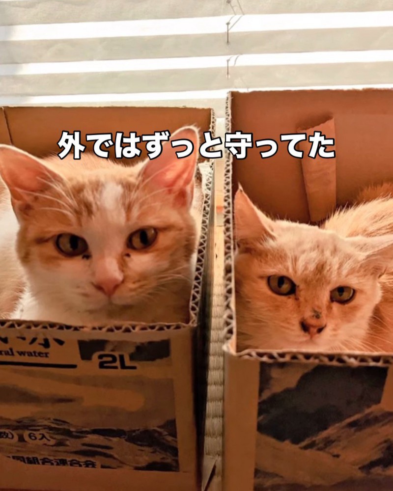 箱に入る2匹の猫