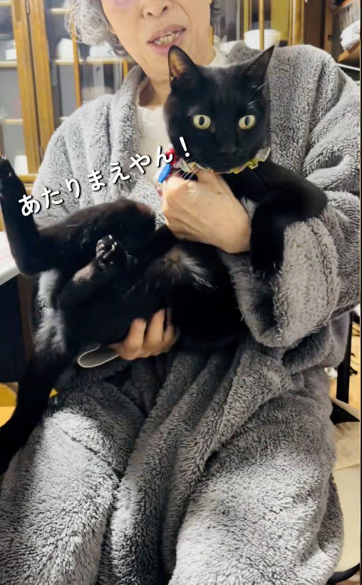 人に抱かれている猫