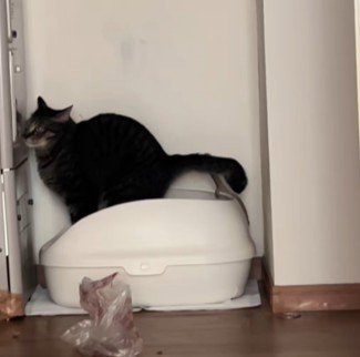 排便中の猫