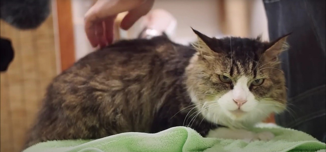 ドライヤーの風を浴びている猫