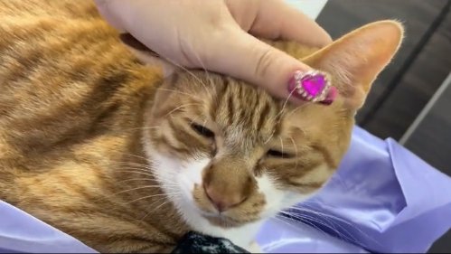 頭を撫でられている猫