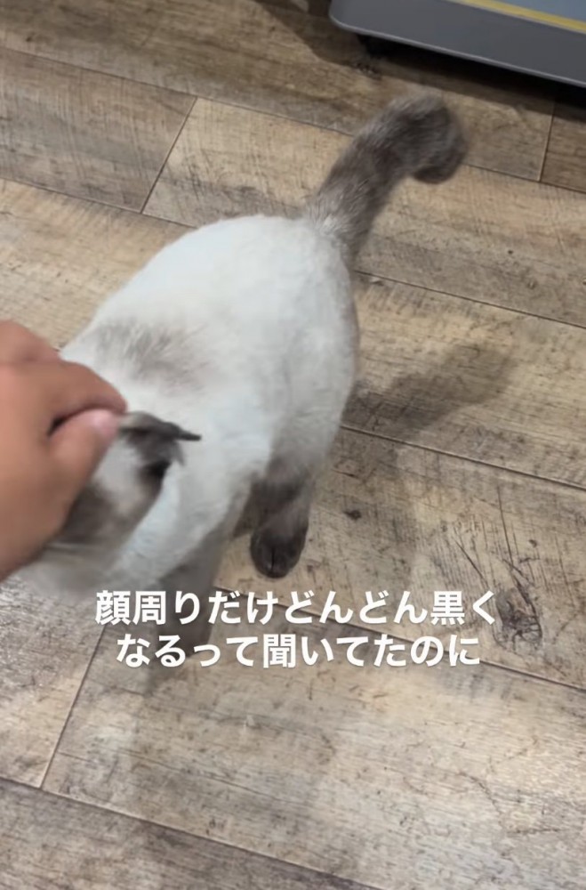 猫を撫でる