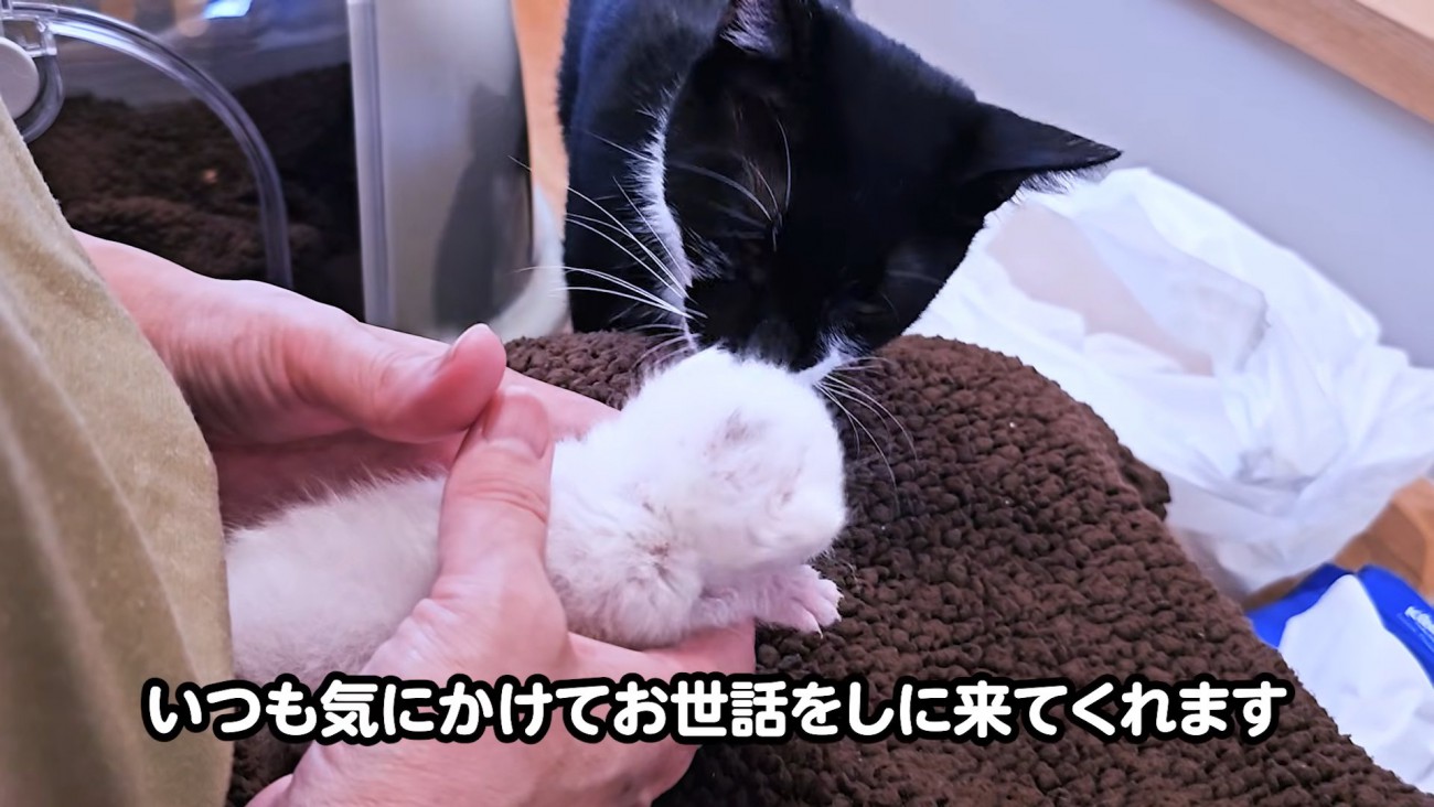 子猫に近づく白黒猫