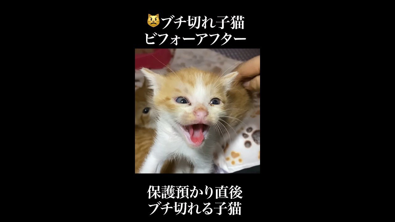 正面でシャー