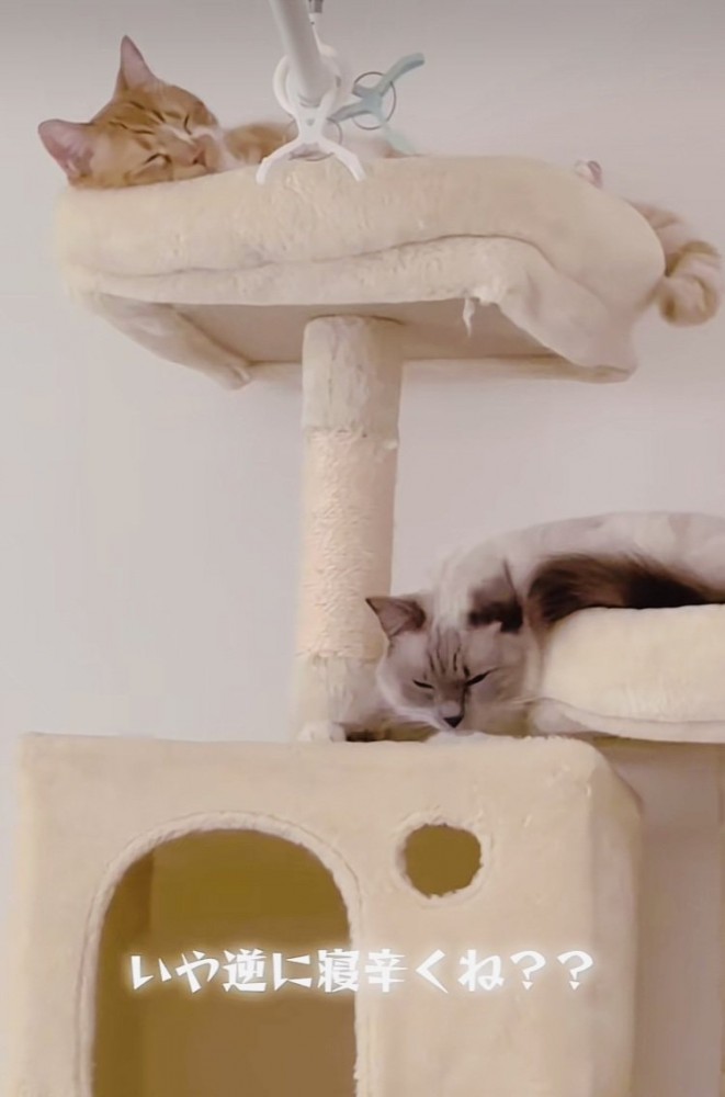 キャットタワーで寝るマンチカンとラグドール