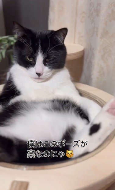 キャットタワーの上であおむけで寝ている猫