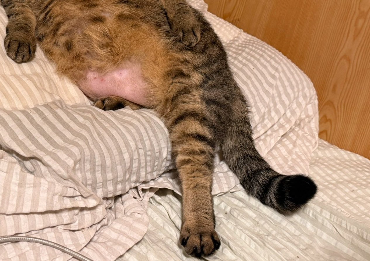 猫の足元