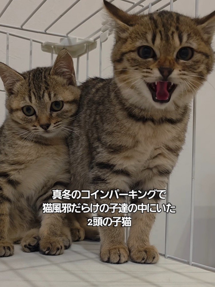 威嚇する子猫