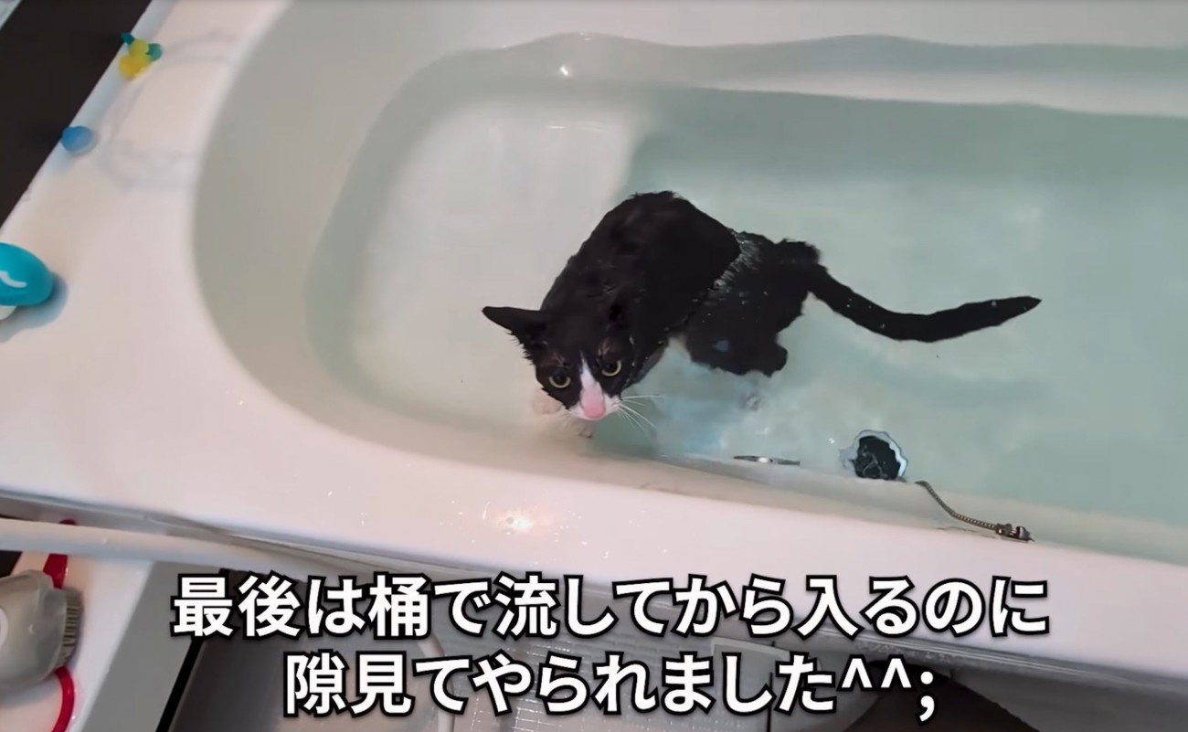 入浴する猫