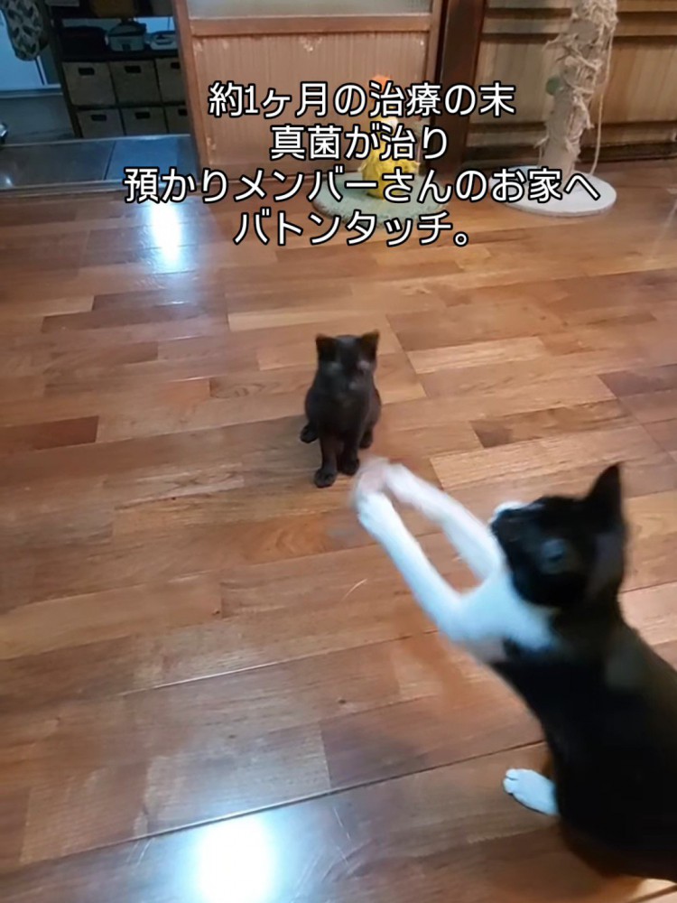 遊ぶ猫を見る子猫