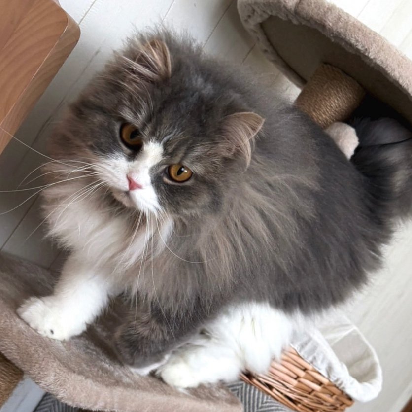 キャットタワーに乗っている猫
