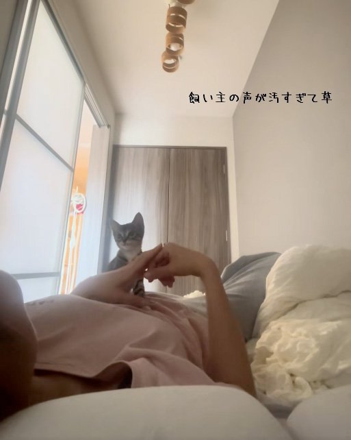 座る猫