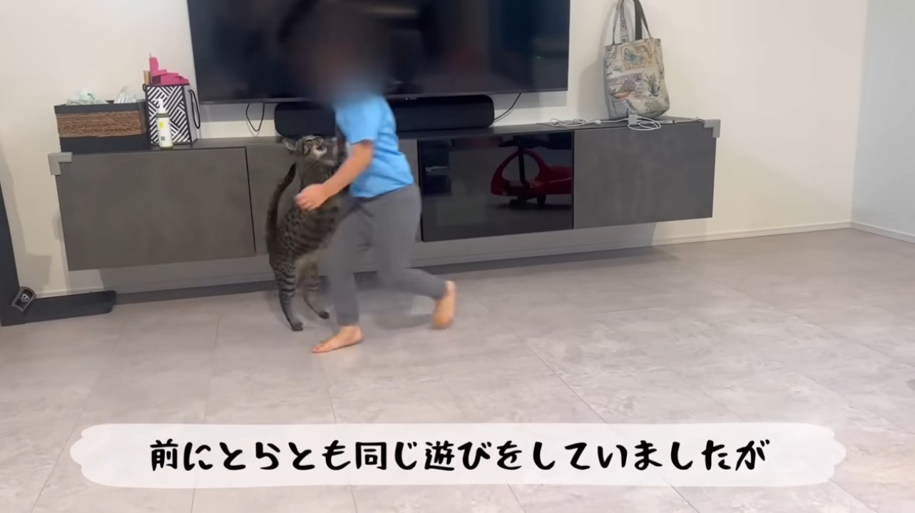 走り回りながら猫と遊ぶ女の子