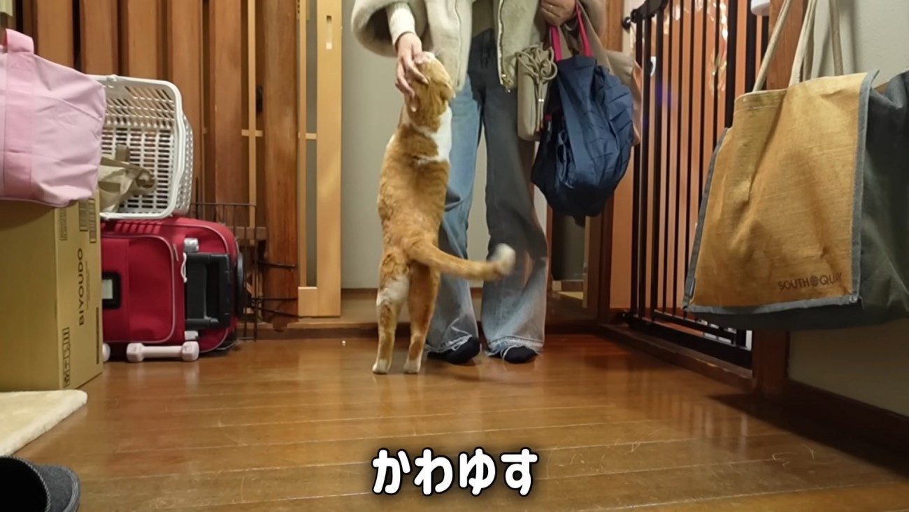 なでられる猫