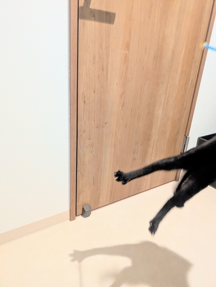 ジャンプをして上半身が画面から見切れている子猫