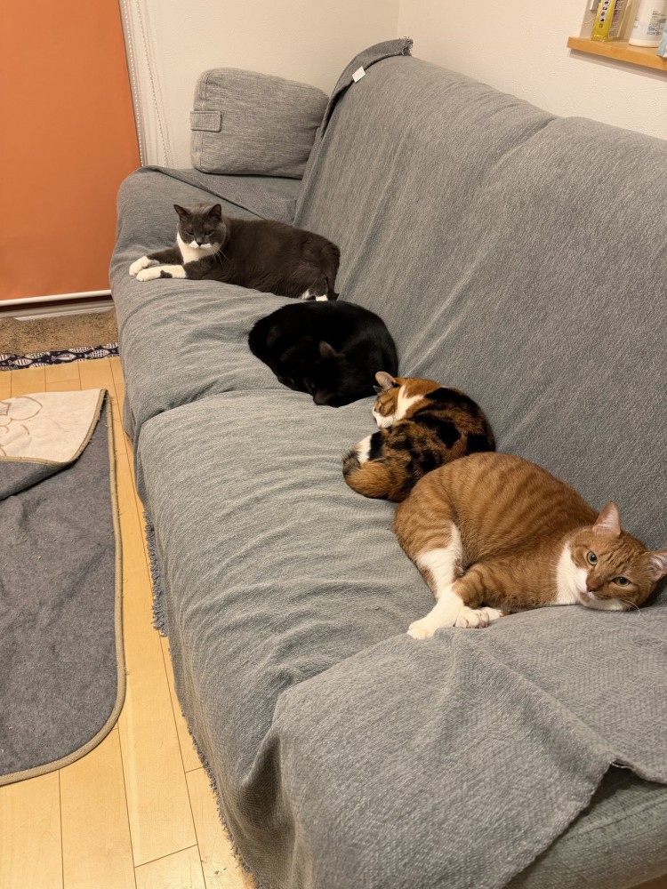ソファを占拠する4匹の猫たち