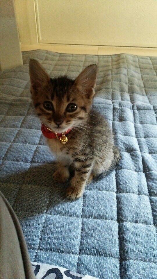 人懐っこい野良猫がいるのはどうして？